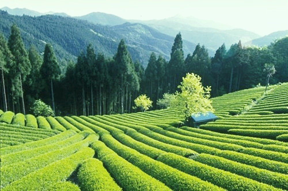 Japanese green tea 2